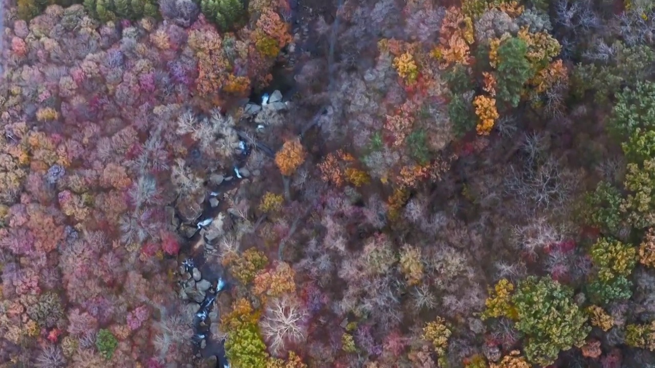 霜降，峡谷中森林的霜，霜降的清晨视频素材