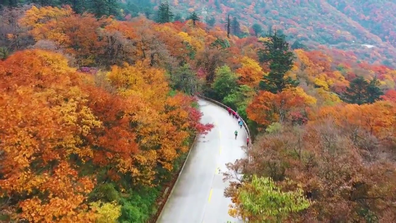 航拍四川峨眉山秋天森林公路秋色美丽风光视频素材