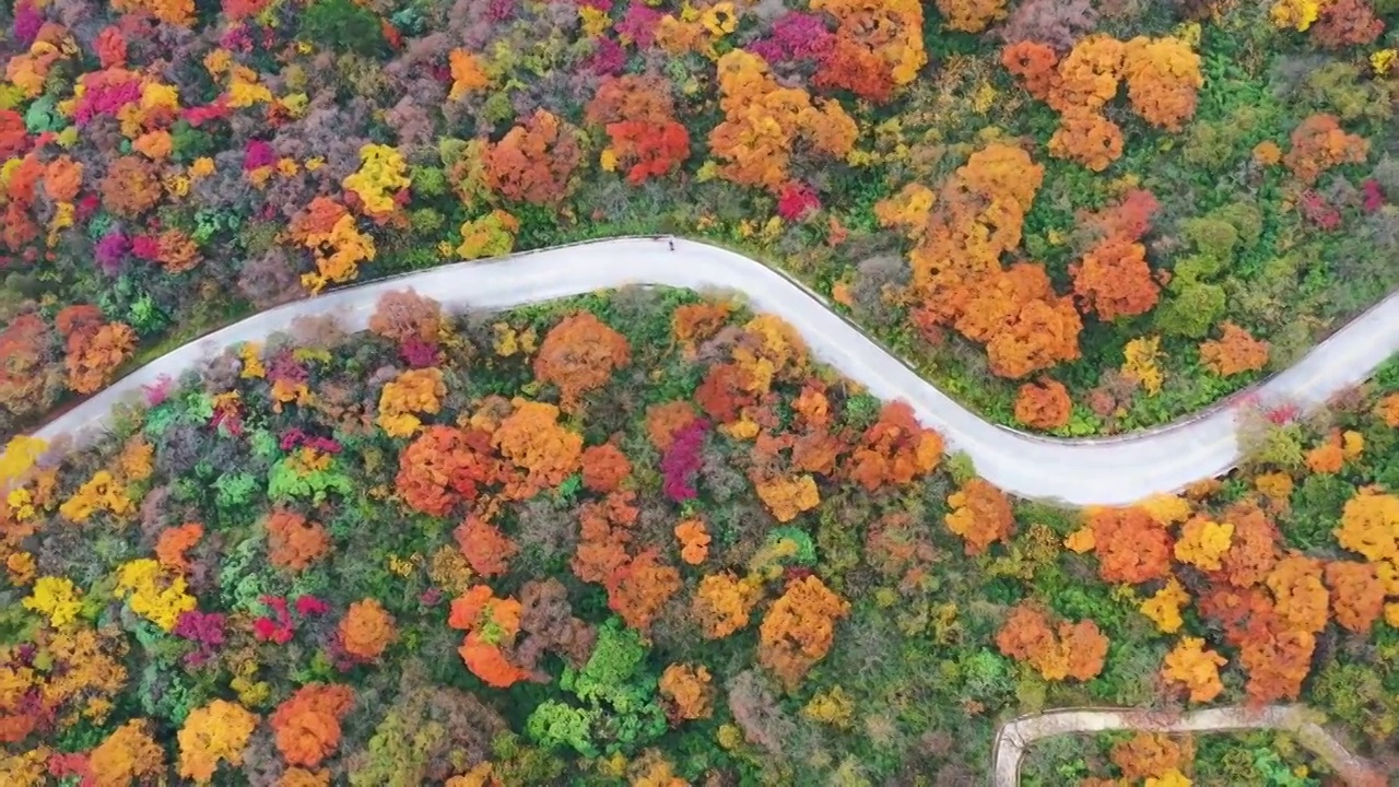 航拍四川峨眉山秋天森林公路秋色美丽风光视频素材