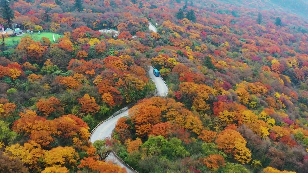 航拍四川峨眉山秋天森林公路秋色美丽风光视频素材