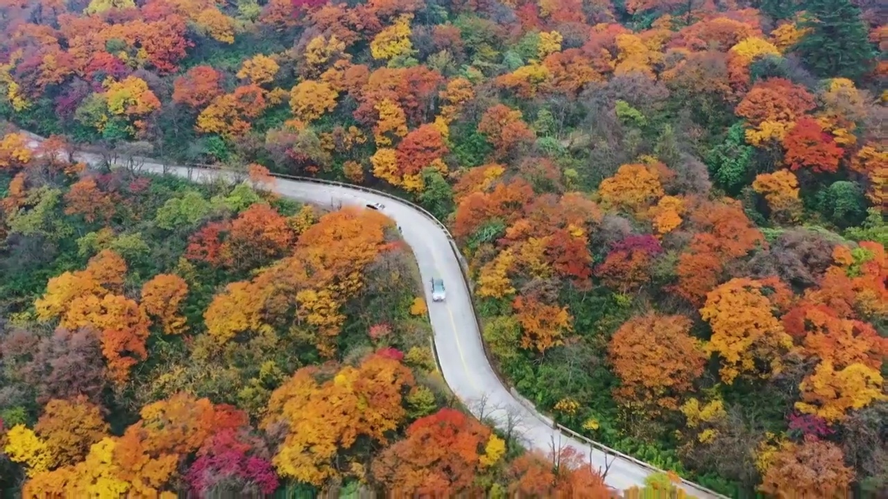 航拍四川峨眉山秋天森林公路秋色美丽风光视频素材