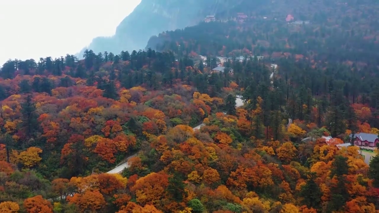 航拍四川峨眉山秋天森林公路秋色美丽风光视频素材