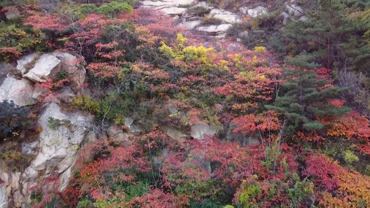 航拍秋季满山红叶视频素材