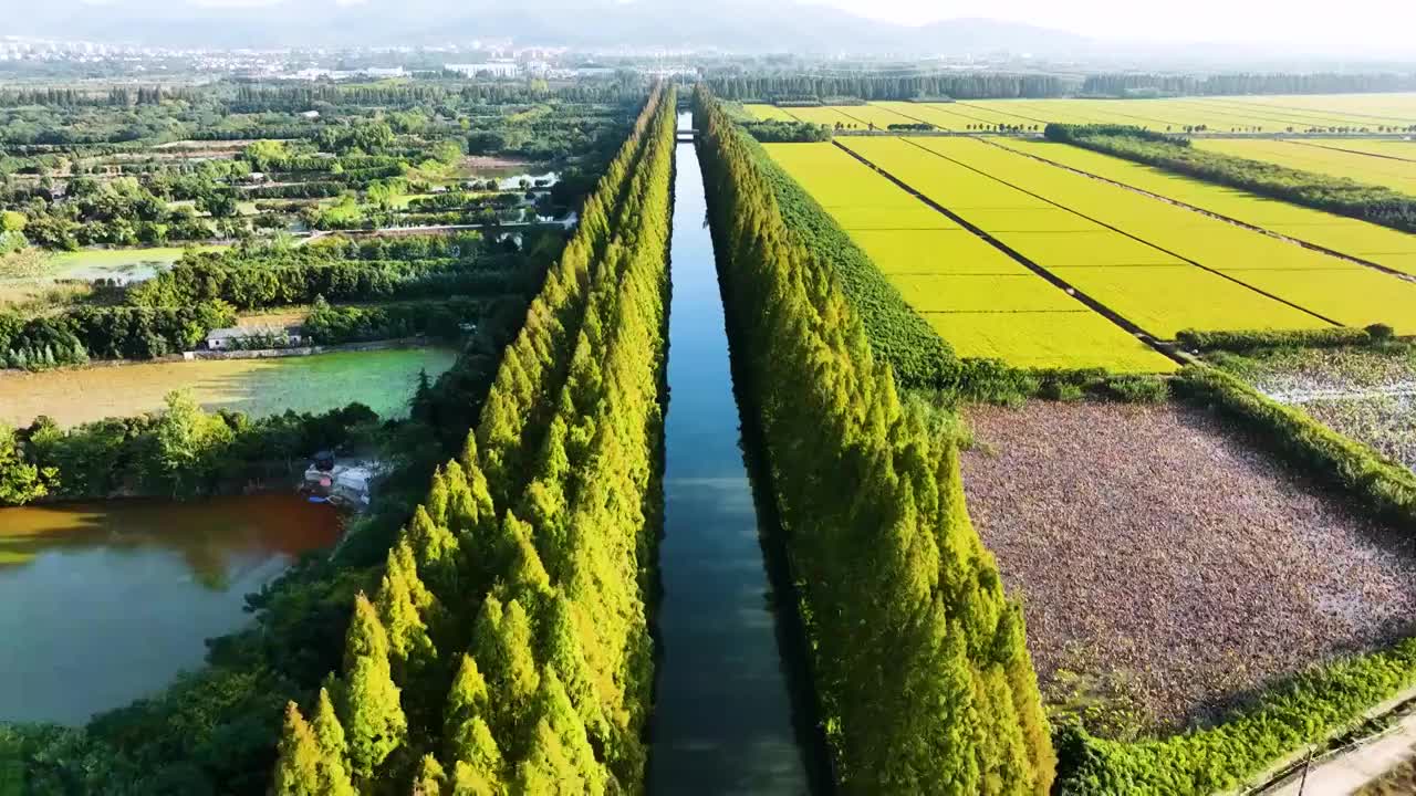 浦口汤泉农场水杉成行，江苏南京视频素材