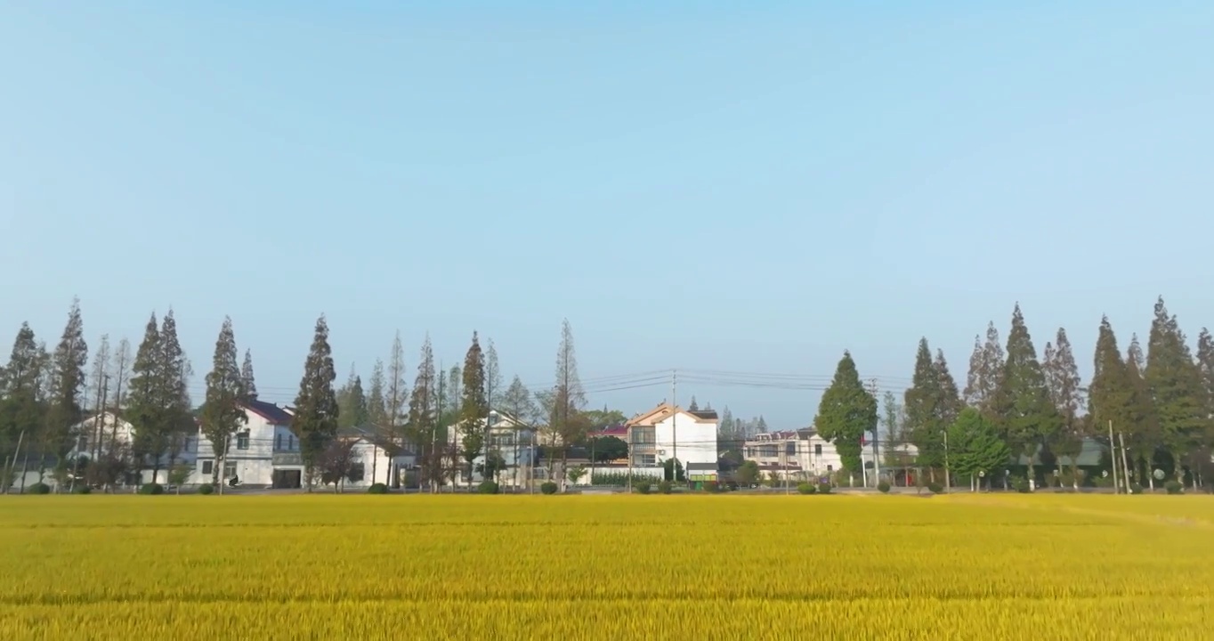 无锡市严家桥村水稻田自然风光视频素材