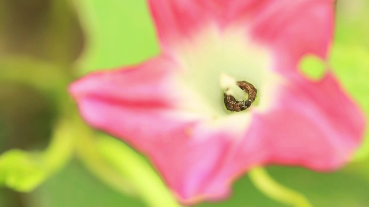 花蕊中的虫子视频素材