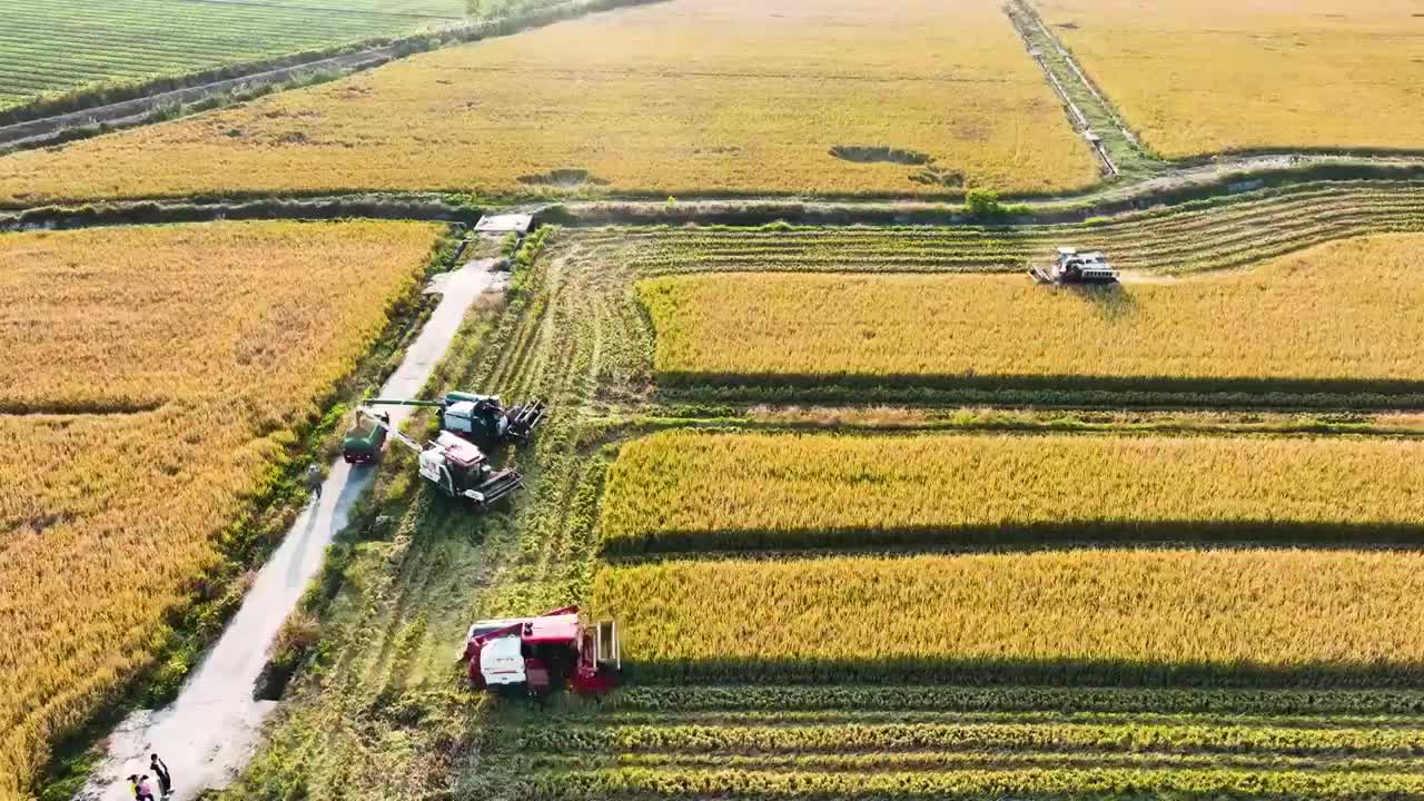 秋收，江苏溧阳南渡镇视频素材