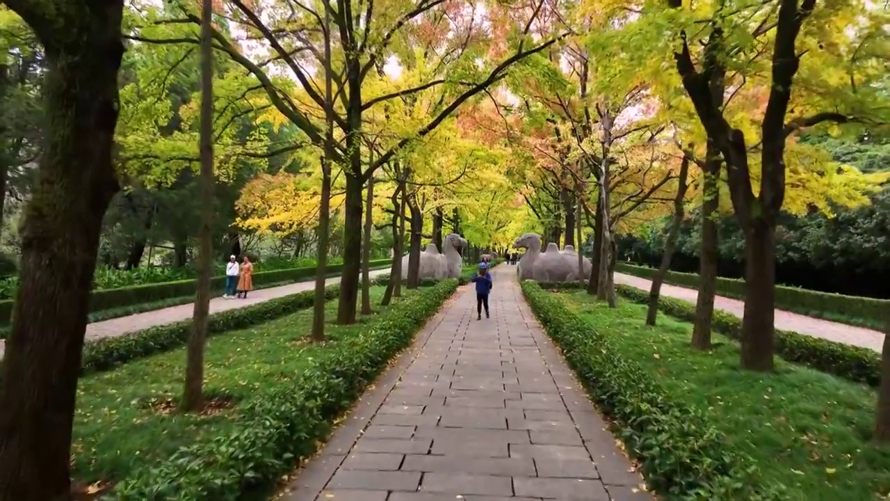 石像路秋色，江苏南京视频素材