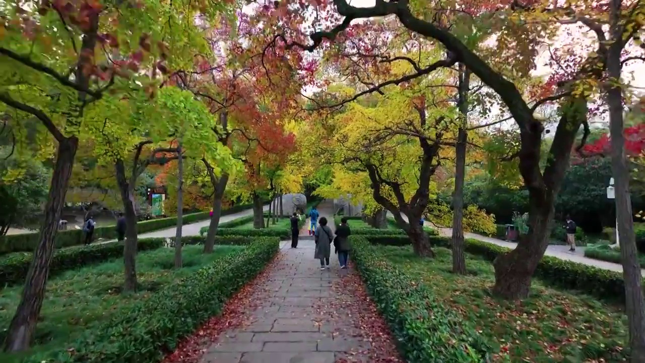 石像路秋色，江苏南京视频素材