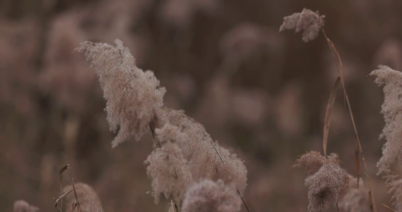 秋天的芦苇花视频素材