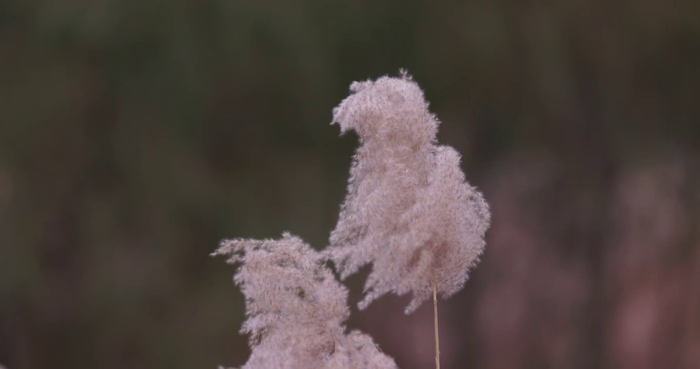 秋天的芦苇花视频素材