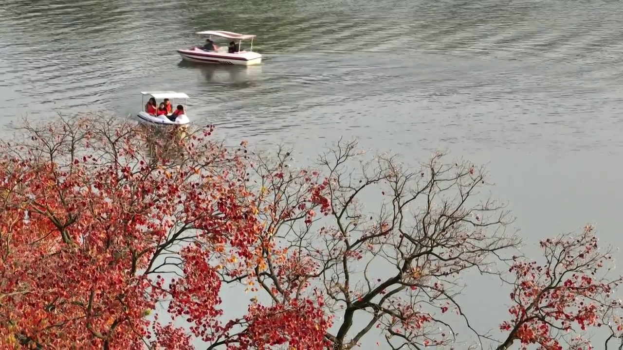 南京中山植物园秋景视频素材