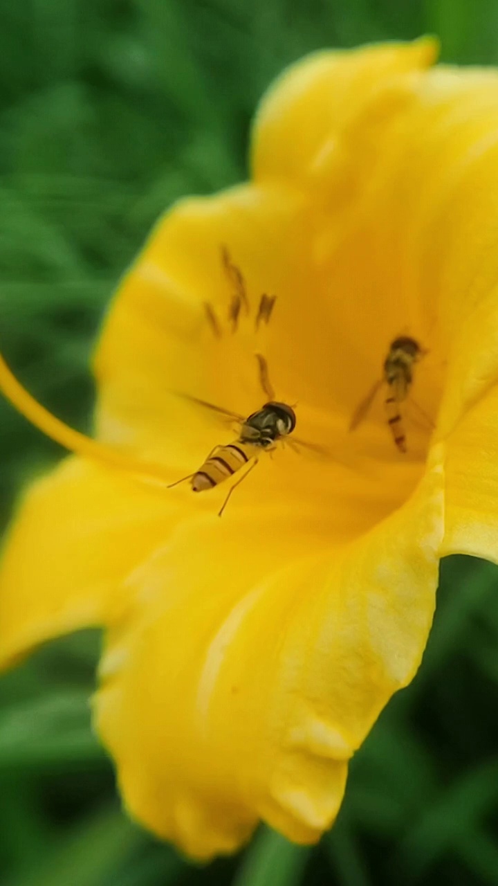 蜜蜂采蜜升格慢镜头花丛花簇自然美花头黄色昆虫微观采蜜蜜蜂自然花瓣植物视频素材