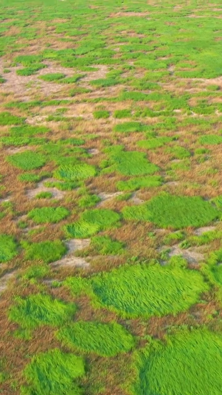 航拍湖南洞庭湖湿地风光视频素材