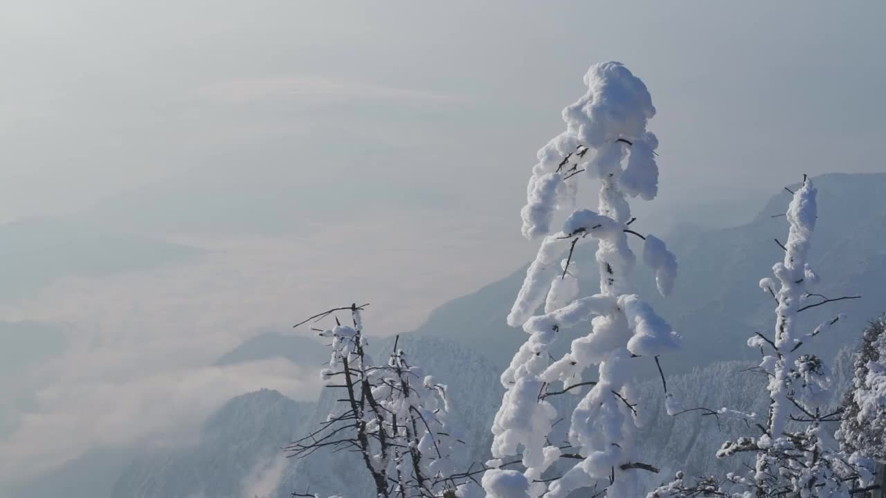 雪花挂满树梢视频素材