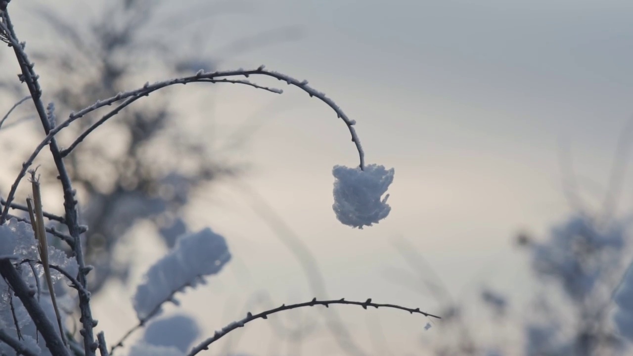 峨眉山拱形的树枝末端挂着雪花视频素材