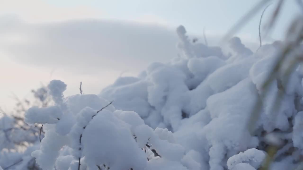 清晨峨眉山上盖着厚雪的灌木视频素材