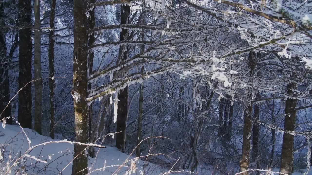 雪花丛树上飘落视频素材