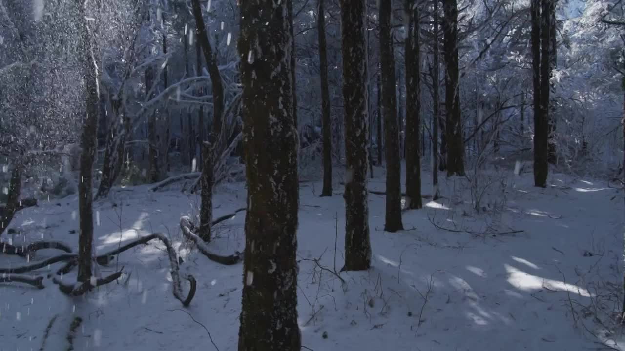 峨眉山雪中的树林，雪花从树上飘落视频素材