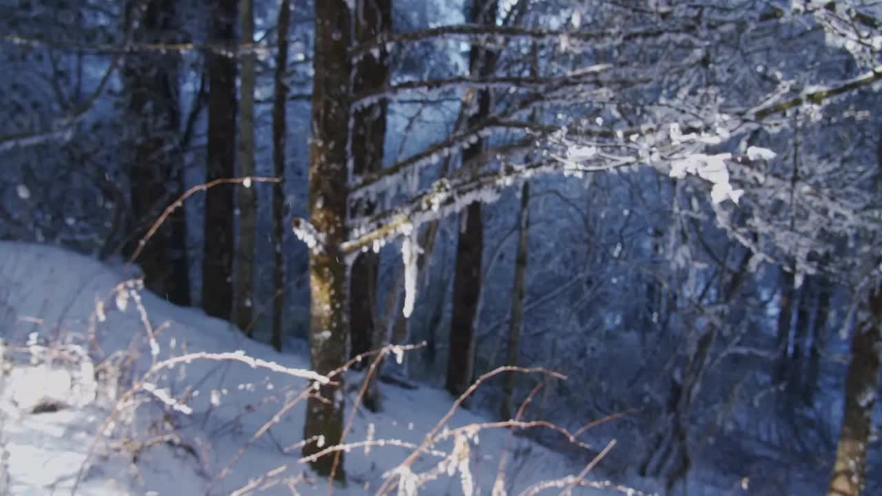 峨眉山上挂着雪花的树枝在风中摇曳视频素材