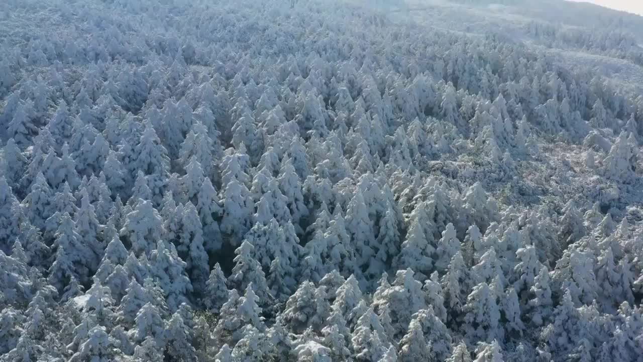 航拍峨眉山顶雪中的森林视频素材