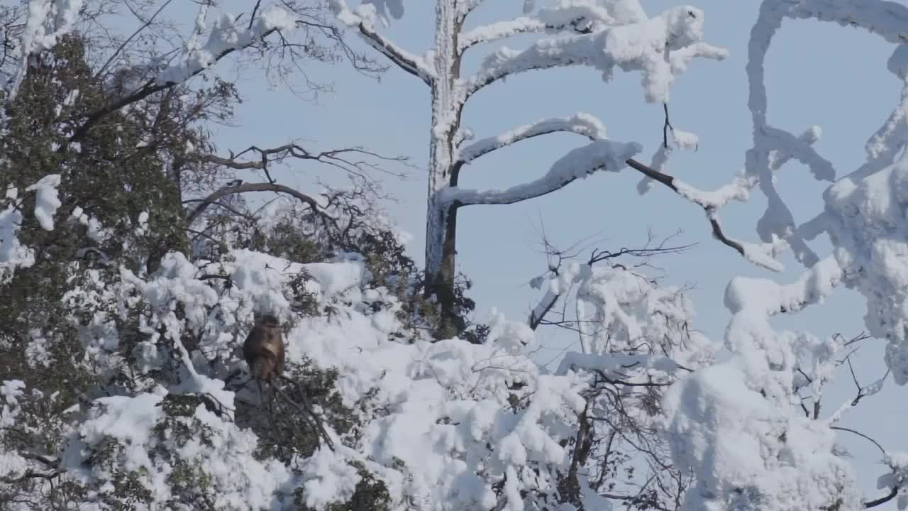 大雪后峨眉山树上的猴子视频素材