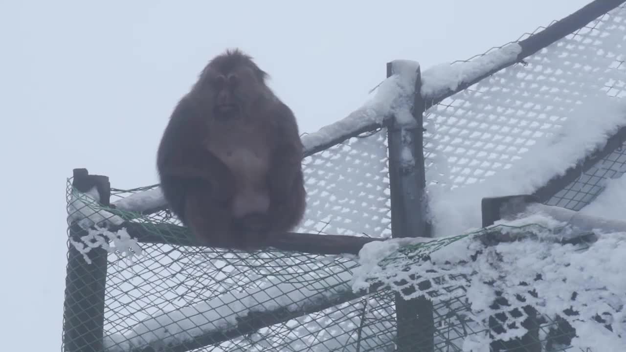 大雪天峨眉山的猴子视频素材