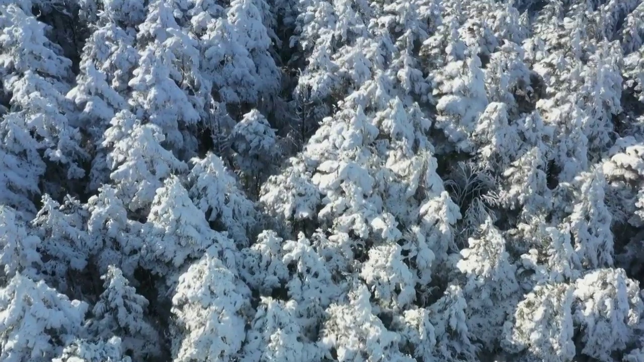 航拍峨眉山顶雪中的森林视频素材