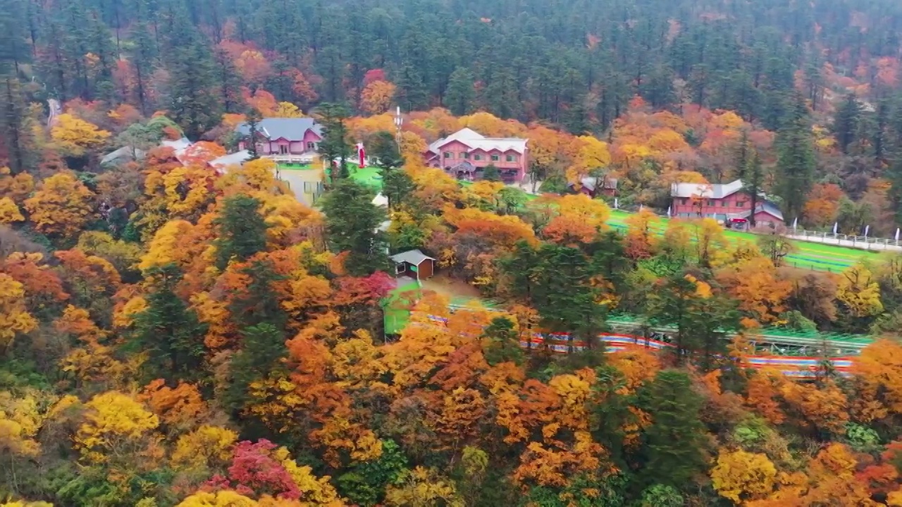 航拍秋天森林秋色红叶枫叶山林小木屋视频素材