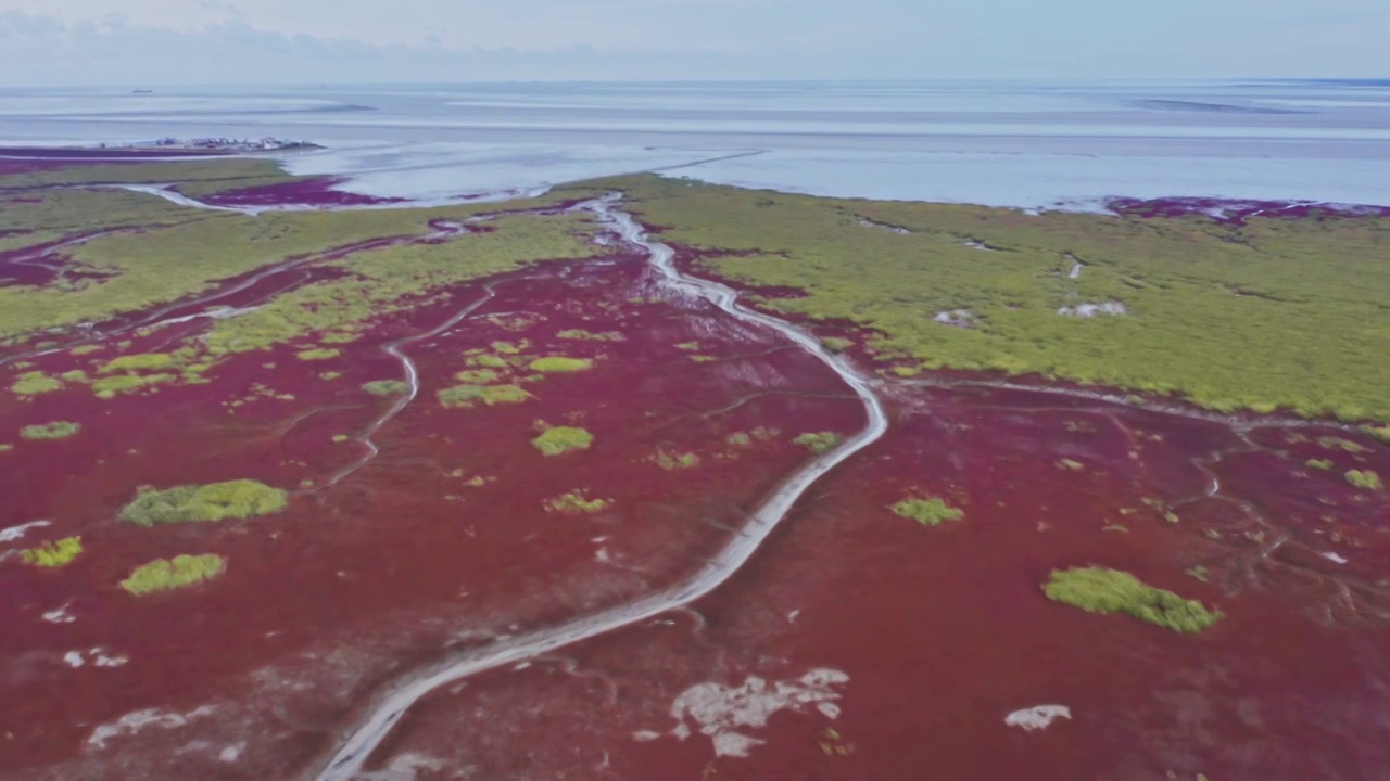 红海滩，辽宁盘锦红海滩，辽河平原的湿地，红海滩航拍视角视频素材