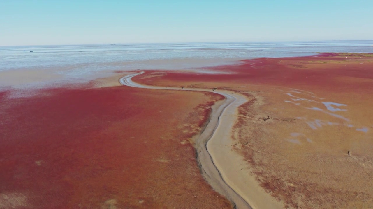 红海滩，辽宁盘锦红海滩，辽河平原的湿地，红海滩航拍视角视频素材