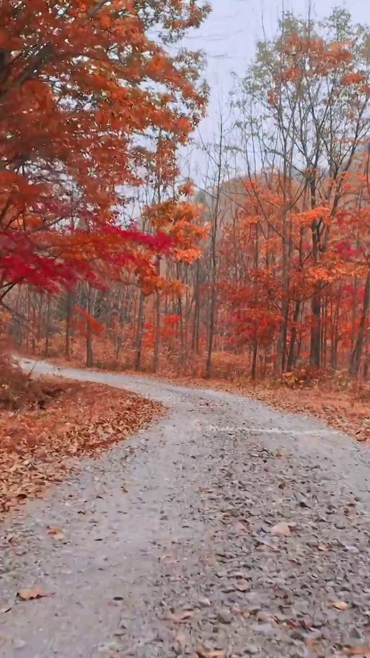 秋天色林中的路，东北的秋天，本溪红叶，大地森林公园视频素材