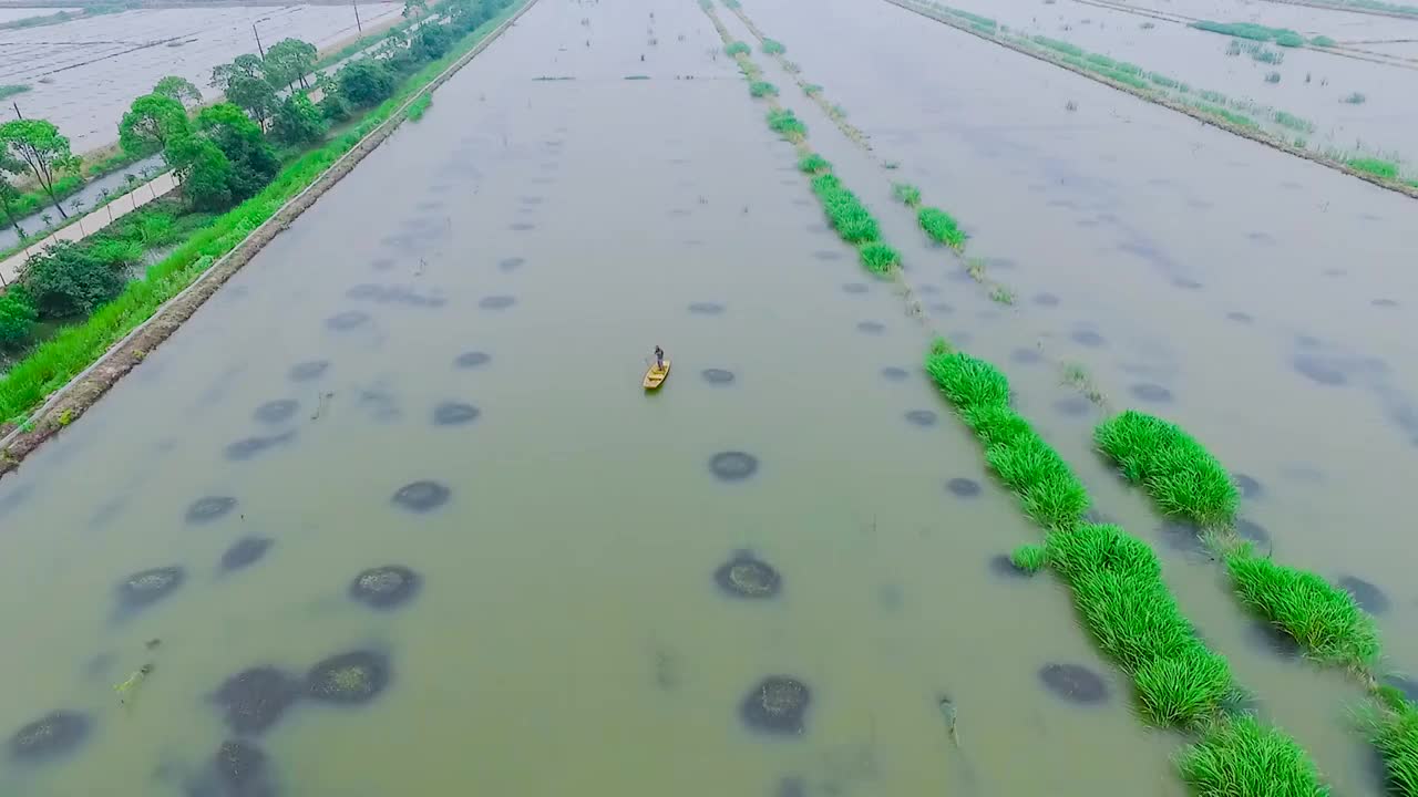 阳澄湖大闸蟹合集视频素材