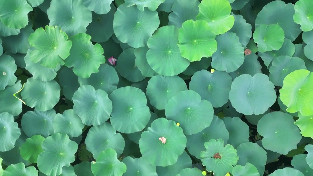 南京玄武湖的荷花荷叶航拍视频素材