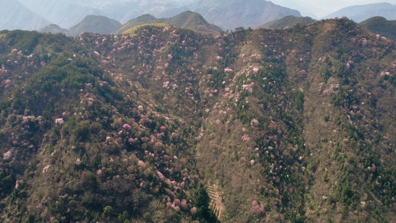 杭州建德三都山野樱花航拍视频素材