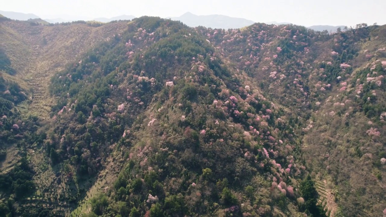 杭州建德三都山野樱花航拍视频素材