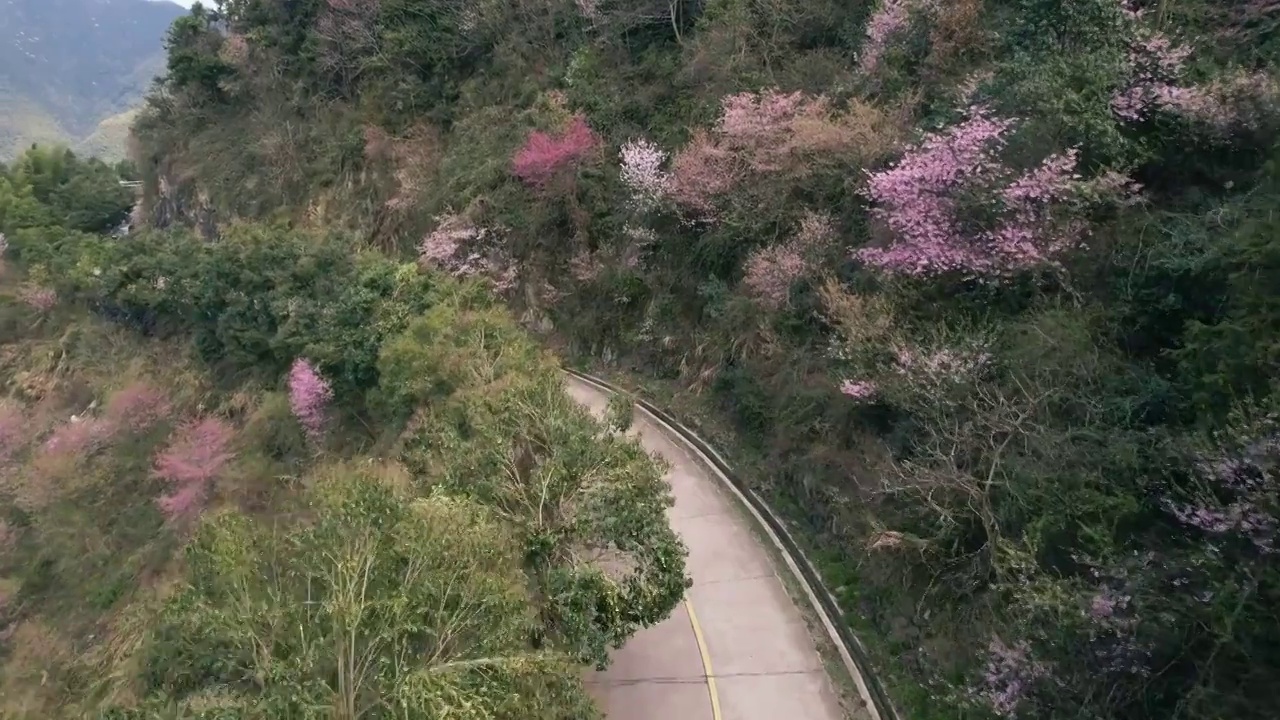 金华浦江山野樱花公路航拍视频素材