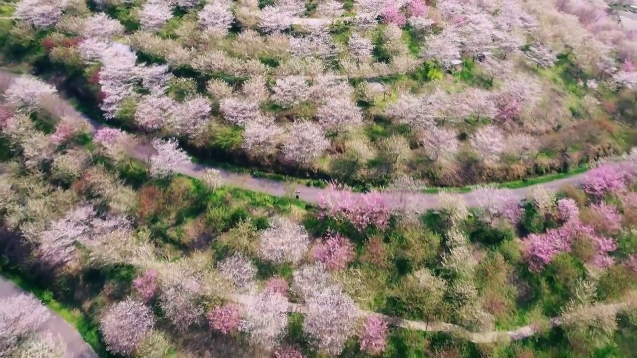 浙江杭州樱花园航拍视频素材