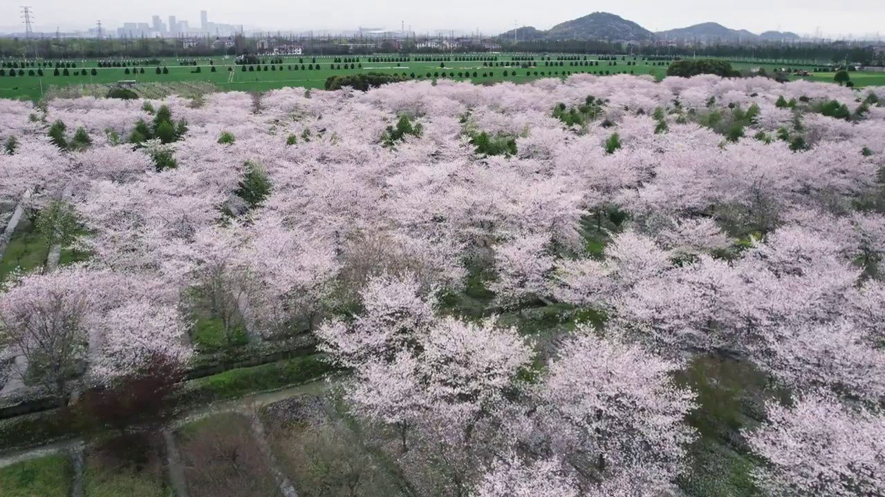 杭州余杭良渚四歌樱花园航拍视频素材