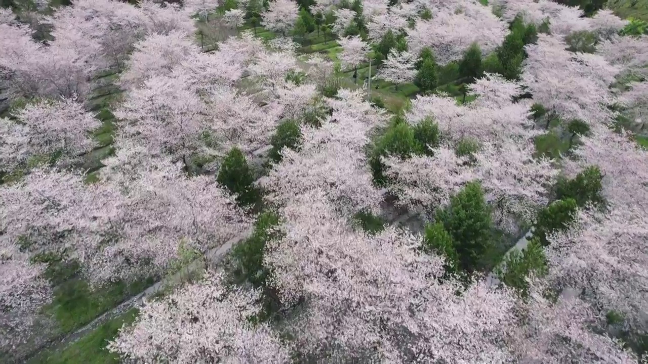 杭州余杭良渚四歌樱花园航拍视频素材