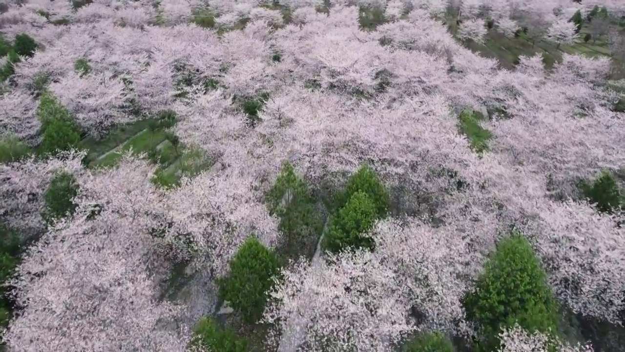 杭州余杭良渚四歌樱花园航拍视频素材