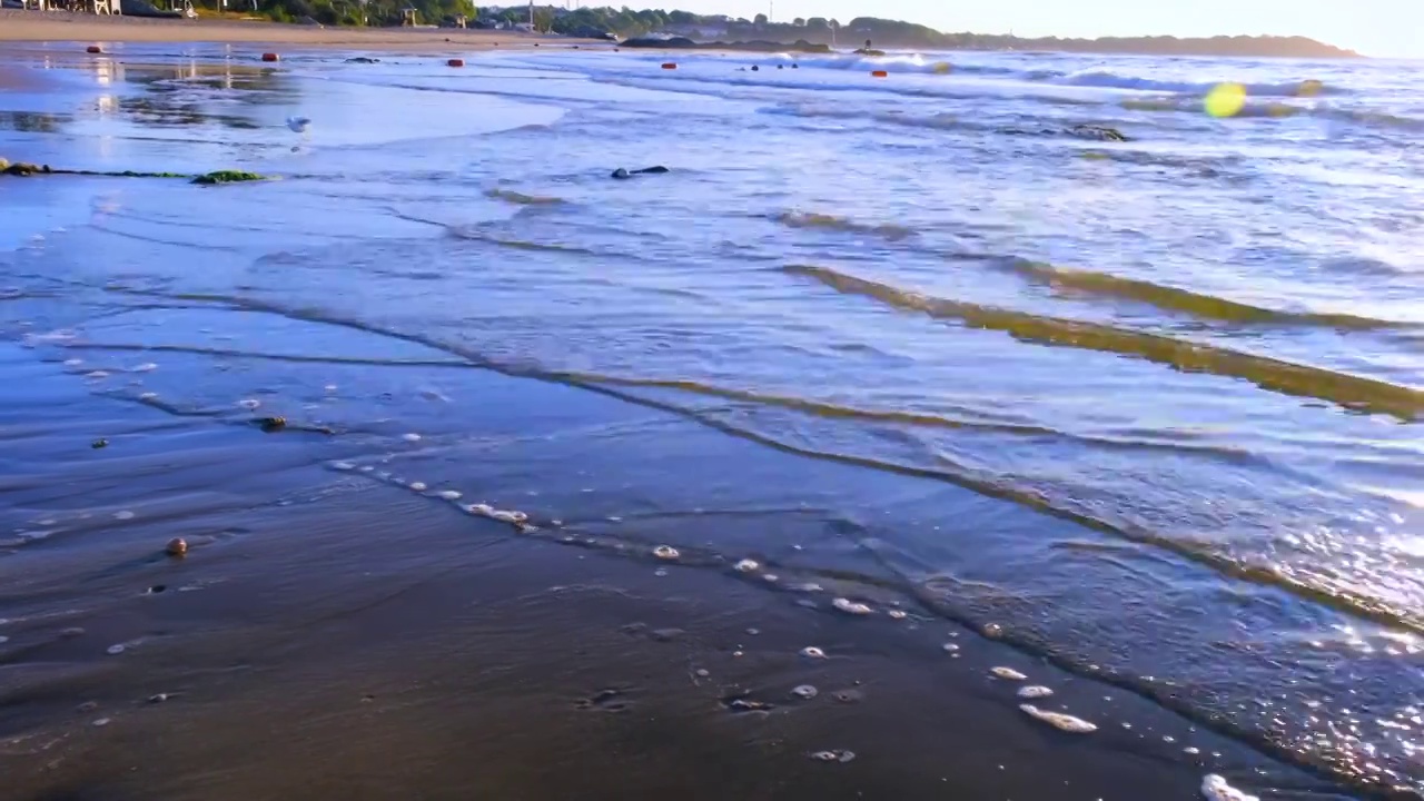 秦皇岛海边沙滩上在觅食的海鸟视频素材