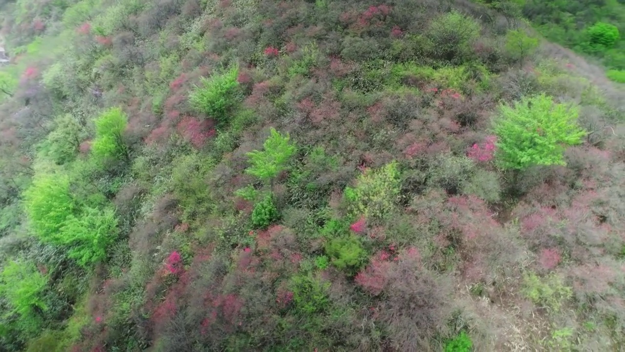 杭州余杭鸬鸟山杜鹃花航拍视频素材