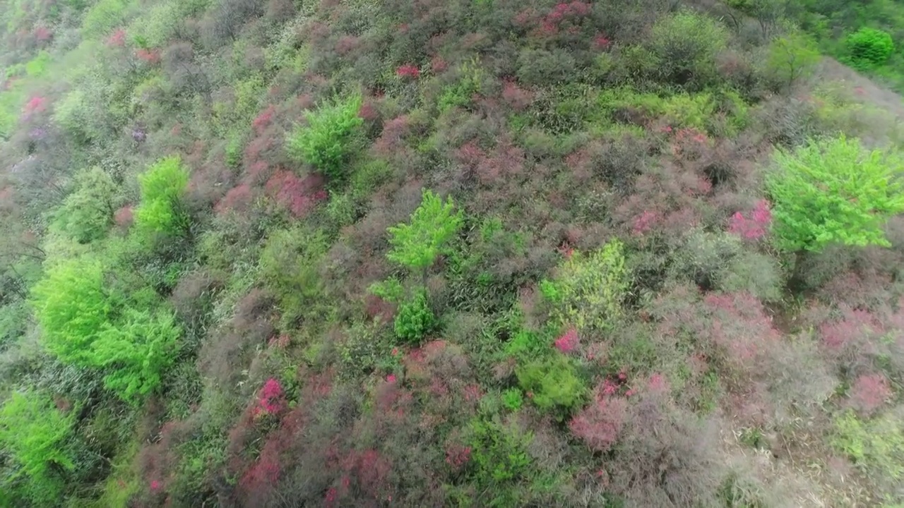 杭州余杭鸬鸟山杜鹃花航拍视频素材