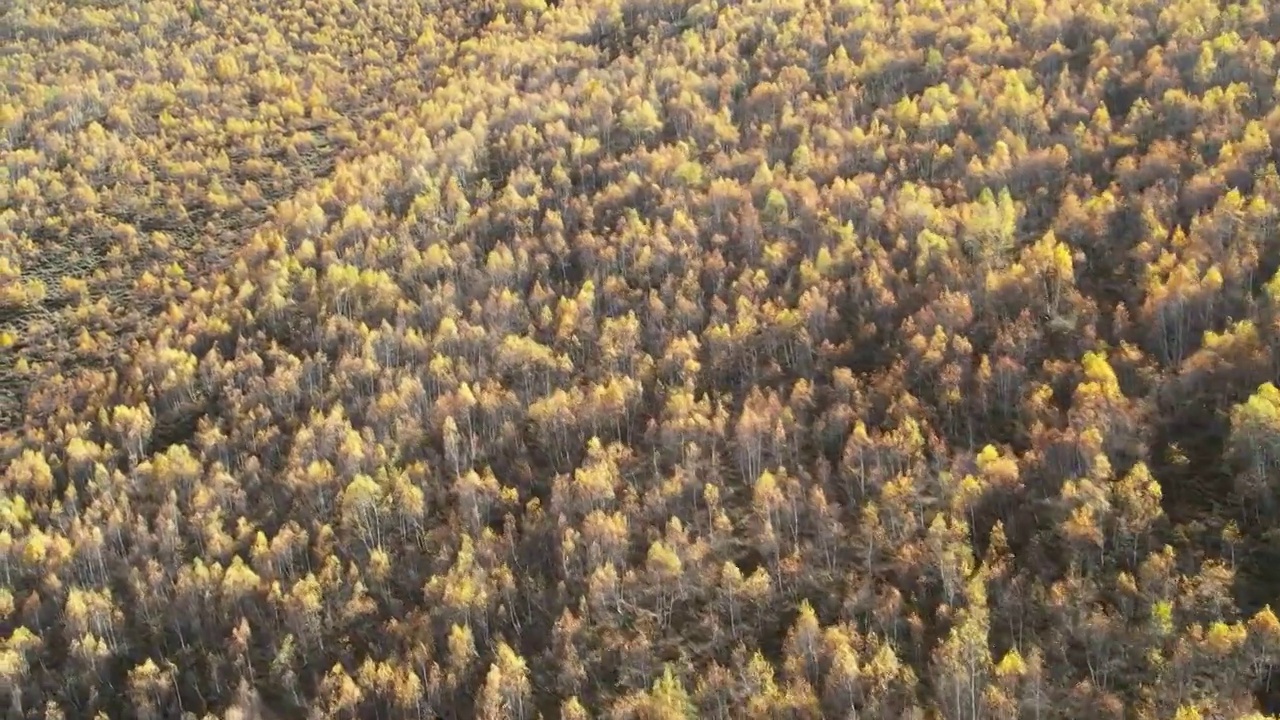 4K航拍川西秋季高山森林视频素材