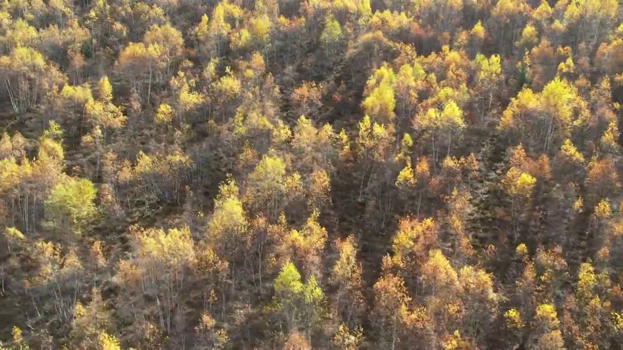 4K航拍川西秋季高山森林视频素材