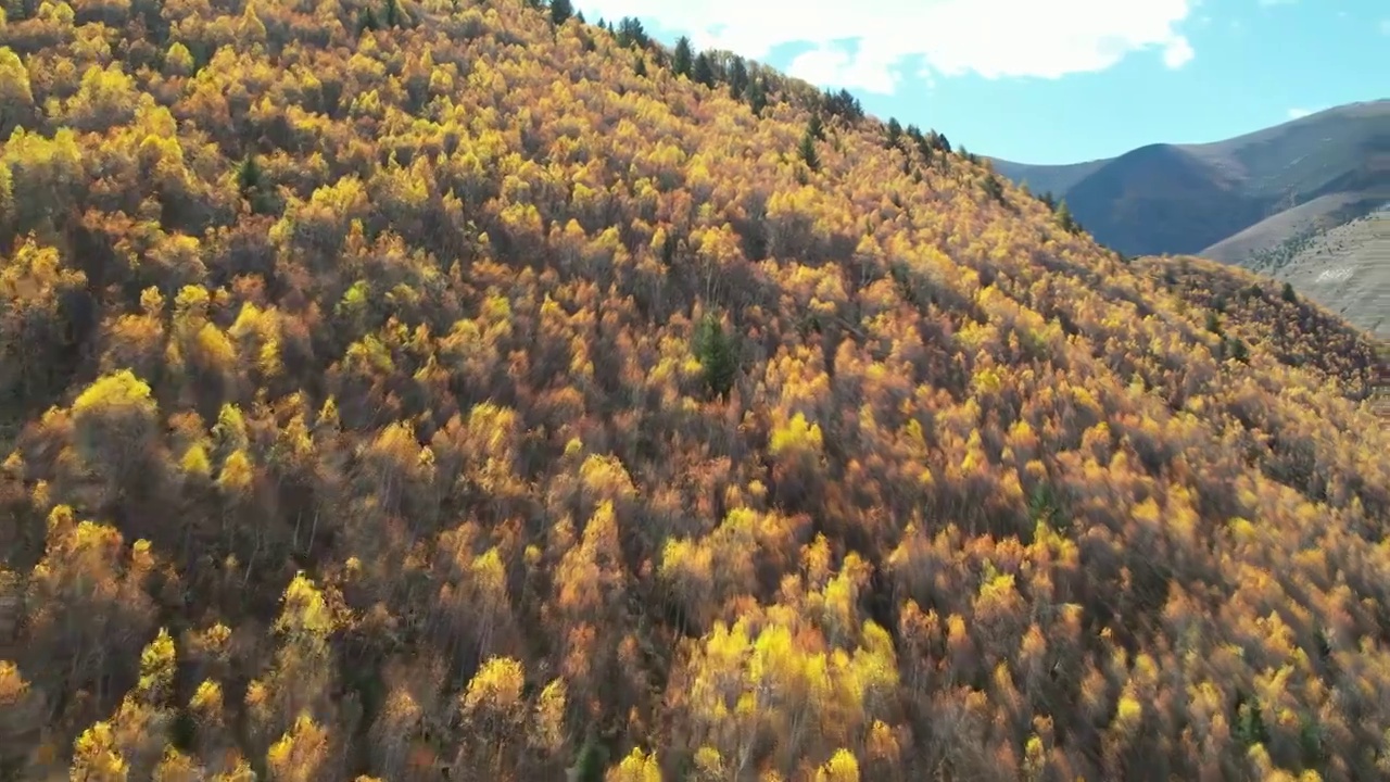 4K航拍川西秋季高山森林视频素材