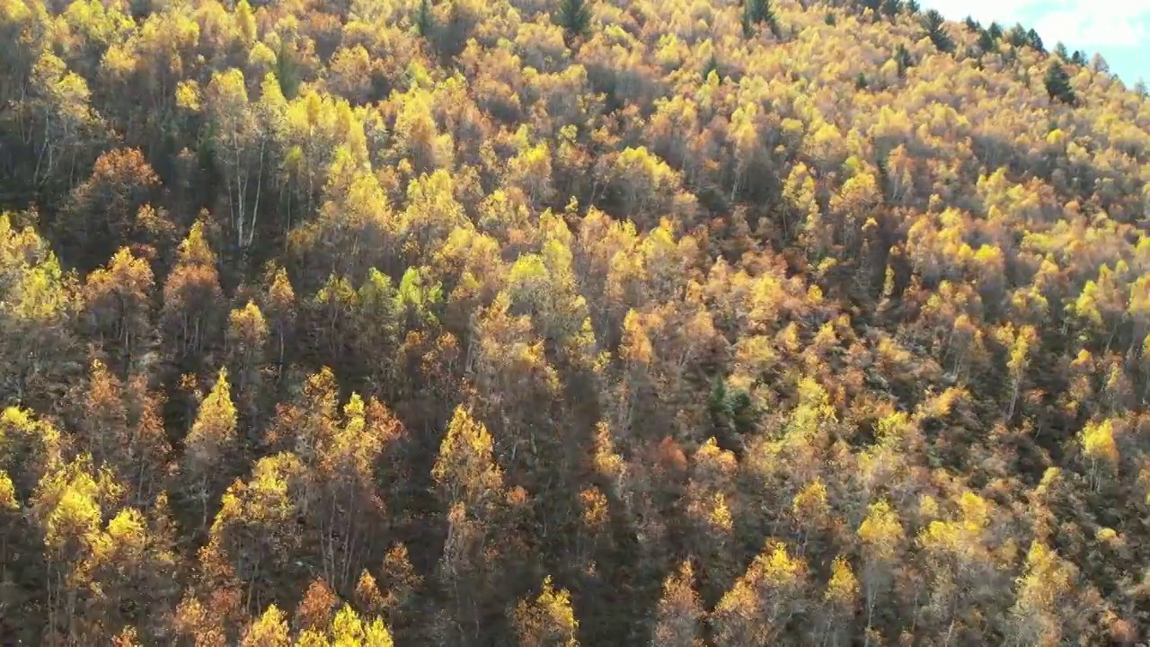 4K航拍川西秋季高山森林视频素材