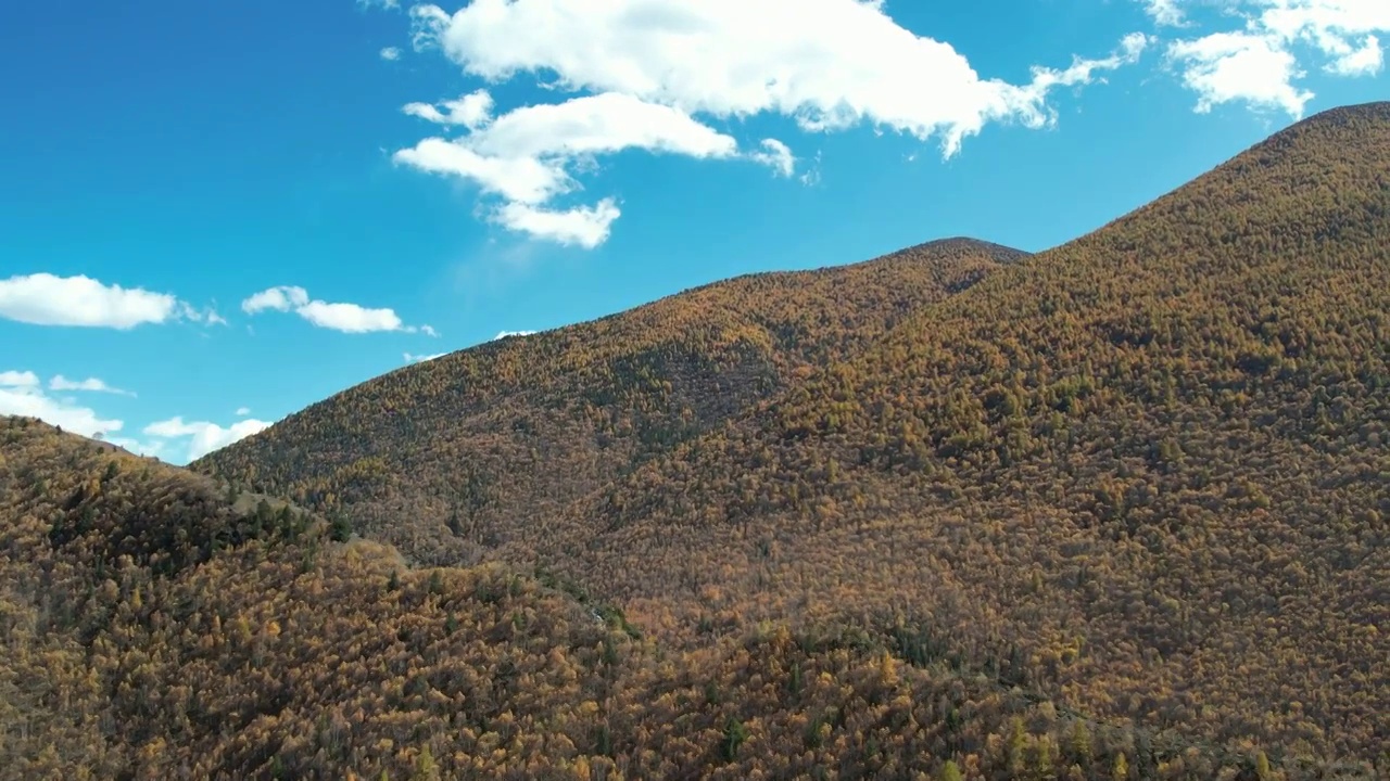 4K航拍川西秋季高山森林视频素材