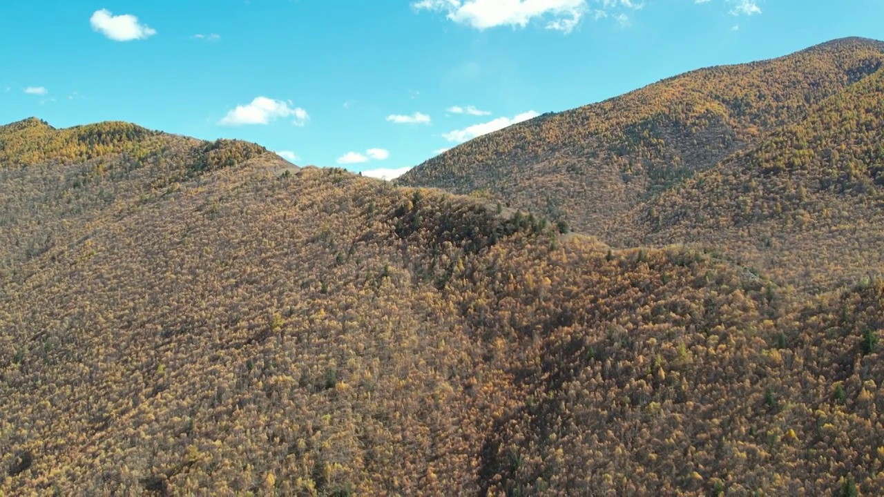 4K航拍川西秋季高山森林视频素材